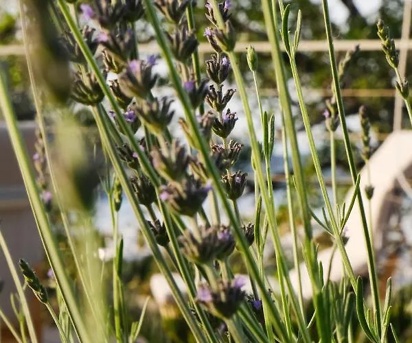 Birdcage 33 - Adult Only Hotel